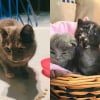 Illustration : Par un froid glacial, une personne bienveillante sauve une chatte errante affam&eacute;e, sans se douter qu&rsquo;elle attendait 4 chatons