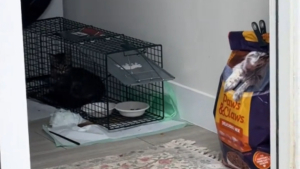 Illustration : Une chatte errante censée retourner dehors après sa stérilisation préfère finalement rester chez sa bienfaitrice (vidéo)