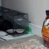 Illustration : Une chatte errante cens&eacute;e retourner dehors apr&egrave;s sa st&eacute;rilisation pr&eacute;f&egrave;re finalement rester chez sa bienfaitrice (vid&eacute;o)