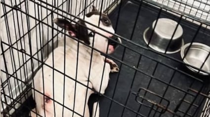 Illustration : Enferm&eacute; dans une cage &eacute;troite &agrave; H&eacute;nin-Beaumont (62) et laiss&eacute; sans soin, ce chien sauv&eacute; d&eacute;couvre les joies de l'ext&eacute;rieur