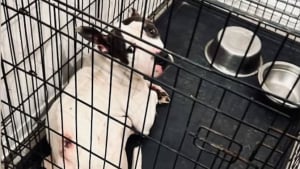 Illustration : "Enfermé dans une cage étroite à Hénin-Beaumont (62) et laissé sans soin, ce chien sauvé découvre les joies de l'extérieur"