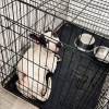 Illustration : Enferm&eacute; dans une cage &eacute;troite &agrave; H&eacute;nin-Beaumont (62) et laiss&eacute; sans soin, ce chien sauv&eacute; d&eacute;couvre les joies de l'ext&eacute;rieur