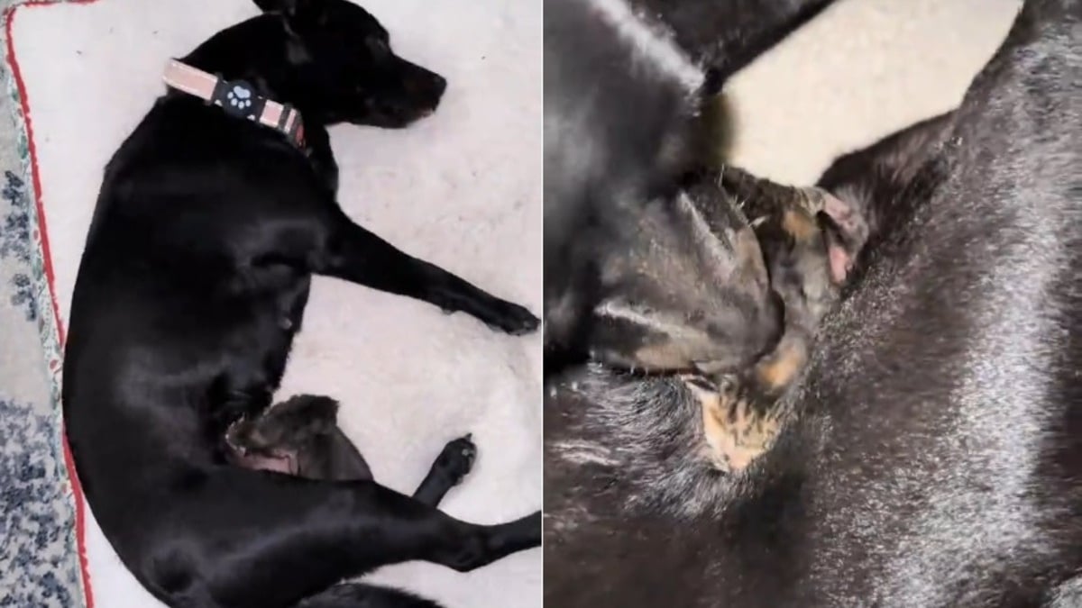 Illustration : "Jusqu'au bout, cette chienne aura aimé le chaton orphelin qu'elle a recueilli comme son propre bébé, avant de faire face au deuil (vidéo)"