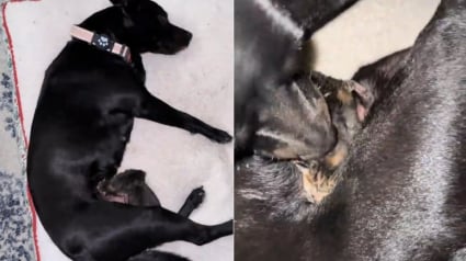 Illustration : Jusqu'au bout, cette chienne aura aim&eacute; le chaton orphelin qu'elle a recueilli comme son propre b&eacute;b&eacute;, avant de faire face au deuil (vid&eacute;o)