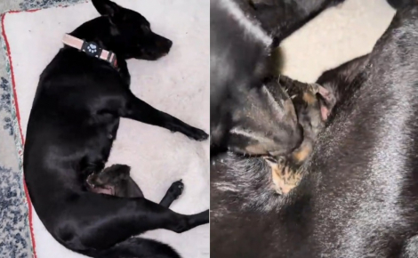 Jusqu'au bout, cette chienne aura aimé le chaton orphelin qu'elle a recueilli comme son propre bébé, avant de faire face au deuil (vidéo)