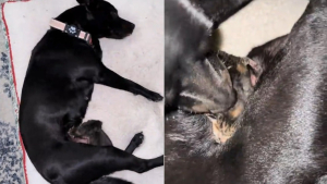 Illustration : Jusqu'au bout, cette chienne aura aimé le chaton orphelin qu'elle a recueilli comme son propre bébé, avant de faire face au deuil (vidéo)