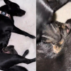Illustration : Jusqu'au bout, cette chienne aura aim&eacute; le chaton orphelin qu'elle a recueilli comme son propre b&eacute;b&eacute;, avant de faire face au deuil (vid&eacute;o)