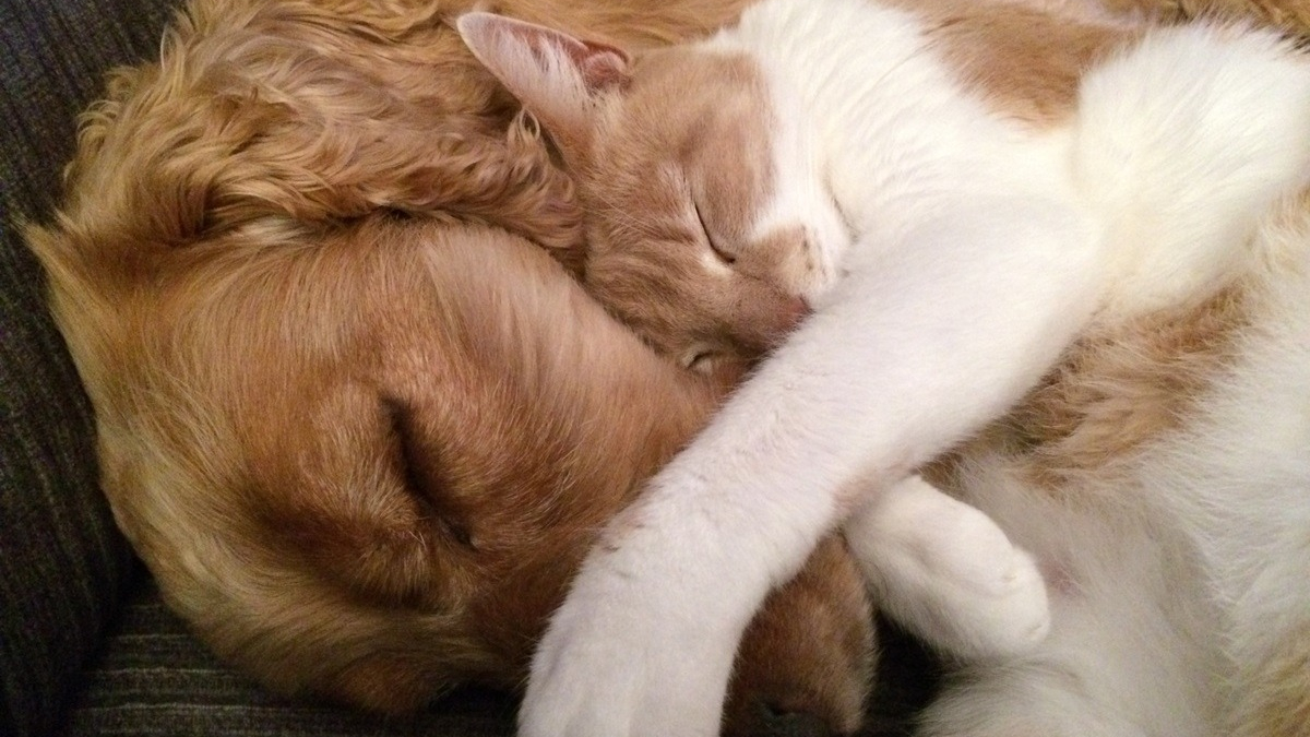 Illustration : "Les gendarmes du Gard sauvent in extremis 2 chiens et un chat affamés, enfermés dans un appartement et qui vivaient au milieu de leurs excréments"