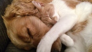 Illustration : Les gendarmes du Gard sauvent in extremis 2 chiens et un chat affam&eacute;s, enferm&eacute;s dans un appartement et qui vivaient au milieu de leurs excr&eacute;ments