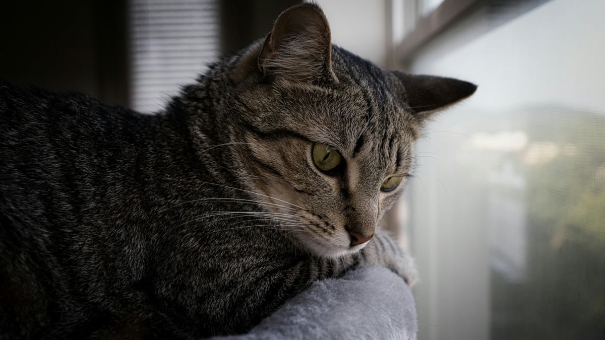 Illustration : "Pourquoi votre chat a-t-il un besoin vital de se percher en hauteur ?"