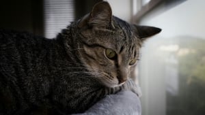 Illustration : "Pourquoi votre chat a-t-il un besoin vital de se percher en hauteur ?"