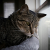 Illustration : Pourquoi votre chat a-t-il un besoin vital de se percher en hauteur ?