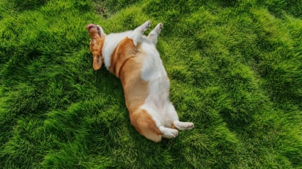 Illustration : Vrai ou faux : contrairement aux humains, les chiens n'ont pas de nombril ?