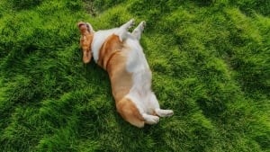 Illustration : Vrai ou faux : contrairement aux humains, les chiens n'ont pas de nombril ?