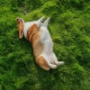 Illustration : Vrai ou faux : contrairement aux humains, les chiens n'ont pas de nombril ?