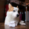 Illustration : Pourquoi votre chien vous vole-t-il vos chaussettes sales ?