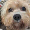 Illustration : Un chien paralys&eacute; dont la &laquo; queue remue sans arr&ecirc;t &raquo; retrouve l'espoir gr&acirc;ce &agrave; son nouveau chariot et aux soins qu'il re&ccedil;oit