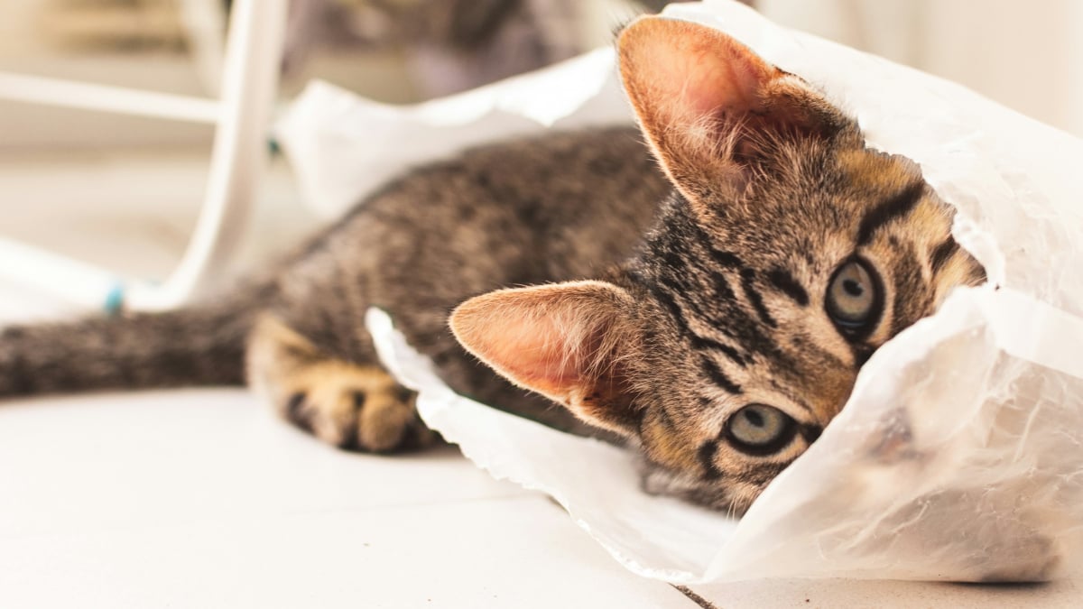 Illustration : "Pica félin : pourquoi votre chat adore-t-il lécher les sacs en plastique ?"