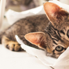 Illustration : Pica f&eacute;lin : pourquoi votre chat adore-t-il l&eacute;cher les sacs en plastique ?