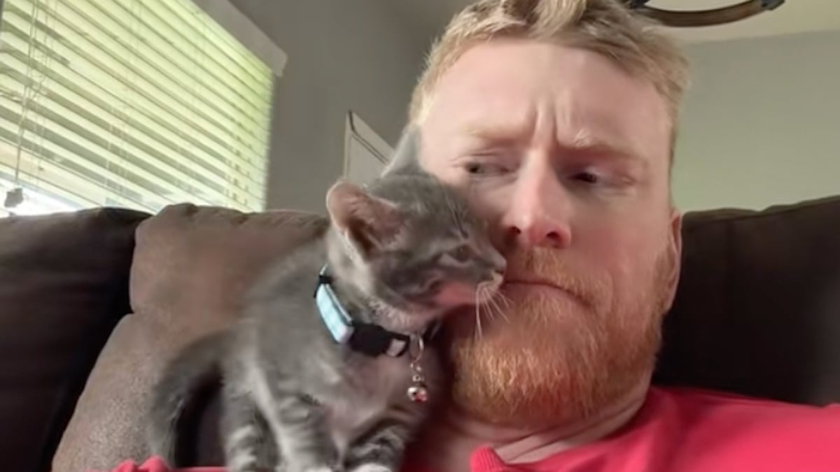 Illustration : "Ce chaton fait tout pour séduire un homme qui n'aime pas les chats et finit par devenir son compagnon inséparable (vidéo)"