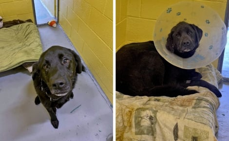 Après 300 jours d'attente, ce Labrador qui a subi une opération chirurgicale à l'oreille trouve enfin une famille