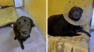 Illustration : Après 300 jours d'attente, ce Labrador qui a subi une opération chirurgicale à l'oreille trouve enfin une famille