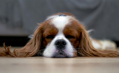 5 signes que votre chien se sent en sécurité dans votre maison