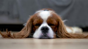 Illustration : 5 signes que votre chien se sent en s&eacute;curit&eacute; dans votre maison