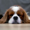 Illustration : 5 signes que votre chien se sent en s&eacute;curit&eacute; dans votre maison