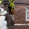 Illustration : Apr&egrave;s 30 heures de recherches et d'angoisse, elle retrouve sa chatte perdue &agrave; la fen&ecirc;tre de son voisin