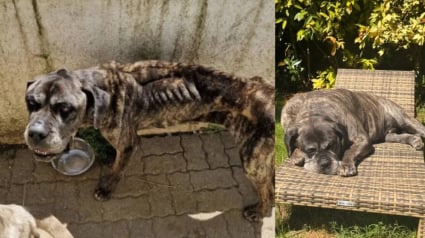 Illustration : Enferm&eacute; dans un garage en Haute-Marne (52), ce Cane Corso squelettique change de vie apr&egrave;s son sauvetage par une association et son adoption
