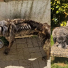 Illustration : Enferm&eacute; dans un garage en Haute-Marne (52), ce Cane Corso squelettique change de vie apr&egrave;s son sauvetage par une association et son adoption