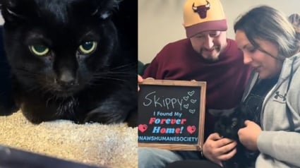 Illustration : Ce chat noir traumatis&eacute; et qui se cachait syst&eacute;matiquement pendant les 899 pass&eacute;s au refuge a enfin &eacute;t&eacute; adopt&eacute; (vid&eacute;o)