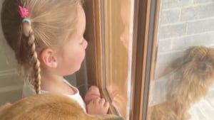 Illustration : Un chien errant se présente sur le rebord d’une fenêtre, et séduit instantanément la famille qui l’observe (vidéo)