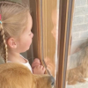 Illustration : Un chien errant se pr&eacute;sente sur le rebord d&rsquo;une fen&ecirc;tre, et s&eacute;duit instantan&eacute;ment la famille qui l&rsquo;observe (vid&eacute;o)