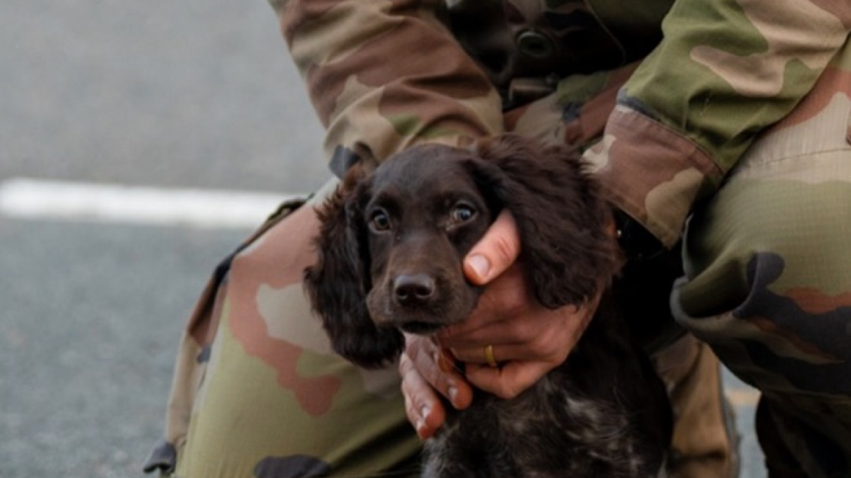 Illustration : "Membre de l’équipe militaire d’effaroucheurs, cette chienne excelle dans sa mission qui consiste à repousser les animaux de l'aéroport du Loiret (45) (vidéo)"