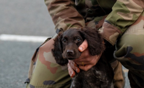 Membre de l’équipe militaire d’effaroucheurs, cette chienne excelle dans sa mission qui consiste à repousser les animaux de l'aéroport du Loiret (45) (vidéo)