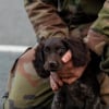 Illustration : Membre de l&rsquo;&eacute;quipe militaire d&rsquo;effaroucheurs, cette chienne excelle dans sa mission qui consiste &agrave; repousser les animaux de l'a&eacute;roport du Loiret (45) (vid&eacute;o)