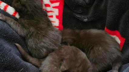 Illustration : Une promeneuse d&eacute;couvre un sac &agrave; dos renfermant des chatons &agrave; proximit&eacute; d&rsquo;une gare et apporte son aide en urgence