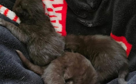 Une promeneuse découvre un sac à dos renfermant des chatons à proximité d’une gare et apporte son aide en urgence