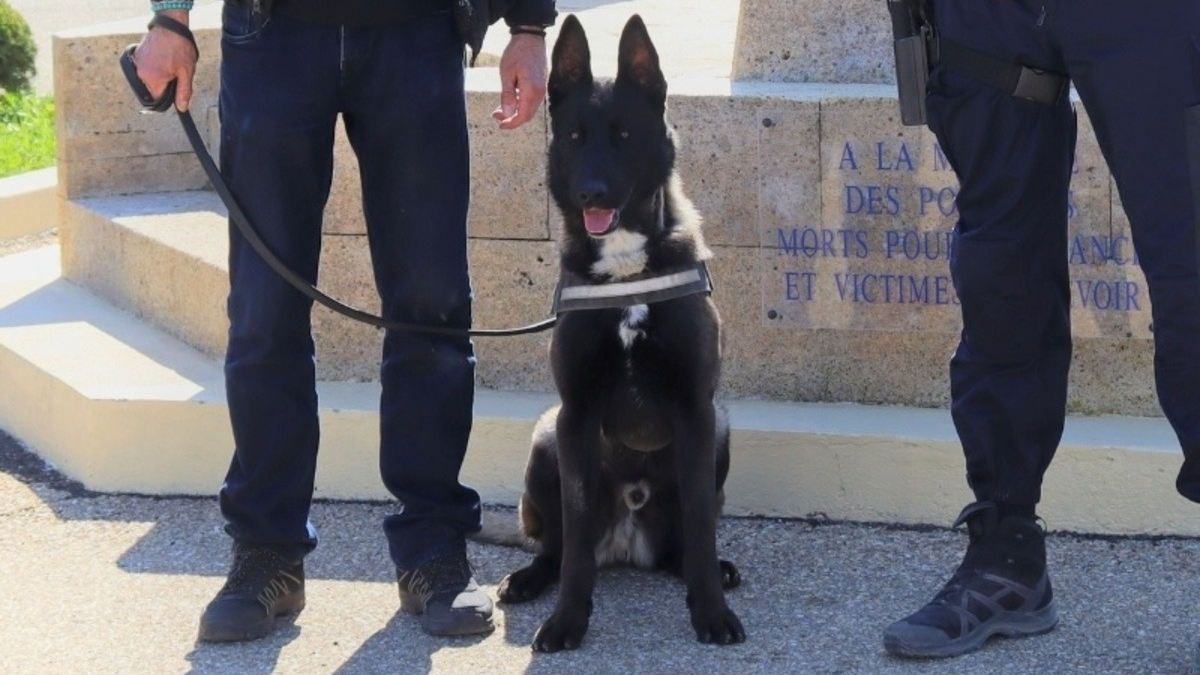Illustration : "Errant puis recueilli par la SPA, ce croisé Malamute et Malinois fait désormais partie de la police du Gard (30) dont il est la mascotte"