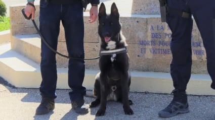 Illustration : Errant puis recueilli par la SPA, ce crois&eacute; Malamute et Malinois fait d&eacute;sormais partie de la police du Gard (30) dont il est la mascotte