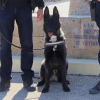 Illustration : Errant puis recueilli par la SPA, ce crois&eacute; Malamute et Malinois fait d&eacute;sormais partie de la police du Gard (30) dont il est la mascotte
