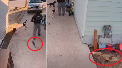 Illustration : Un homme et ses chiens s'appr&ecirc;tant &agrave; partir en promenade aident un lapin poursuivi par un renard &agrave; prendre la fuite (vid&eacute;o)