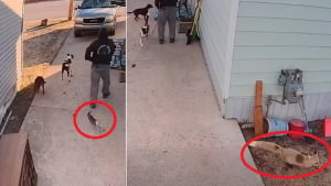 Illustration : Un homme et ses chiens s'apprêtant à partir en promenade aident un lapin poursuivi par un renard à prendre la fuite (vidéo)