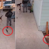 Illustration : Un homme et ses chiens s'appr&ecirc;tant &agrave; partir en promenade aident un lapin poursuivi par un renard &agrave; prendre la fuite (vid&eacute;o)