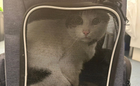 Recherché par sa maîtresse depuis 4 jours, un chat d'intérieur se faufile sous une voiture et se retrouve à 24 km de chez lui