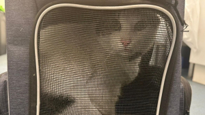 Illustration : Recherché par sa maîtresse depuis 4 jours, un chat d'intérieur se faufile sous une voiture et se retrouve à 24 km de chez lui