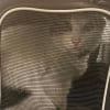 Illustration : Recherch&eacute; par sa ma&icirc;tresse depuis 4 jours, un chat d'int&eacute;rieur se faufile sous une voiture et se retrouve &agrave; 24 km de chez lui