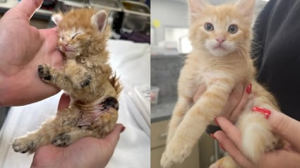 Illustration : Ce courageux chaton roux se remet de graves br&ucirc;lures et &eacute;chappe &agrave; l'amputation avant d'&ecirc;tre adopt&eacute; avec son meilleur ami